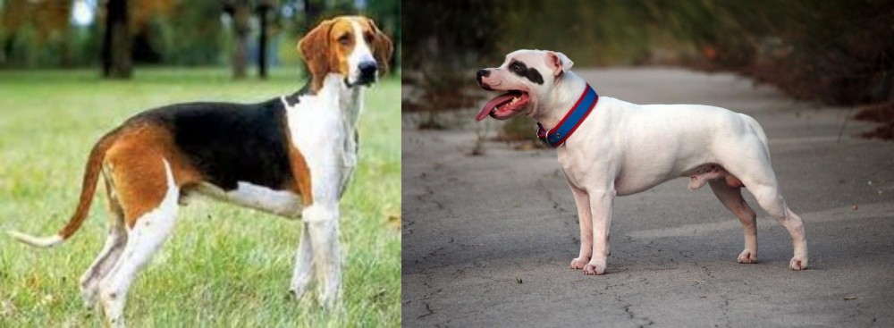 Staffordshire Bull Terrier vs Grand Anglo-Francais Tricolore - Breed Comparison