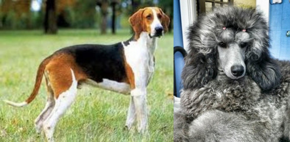 Standard Poodle vs Grand Anglo-Francais Tricolore - Breed Comparison