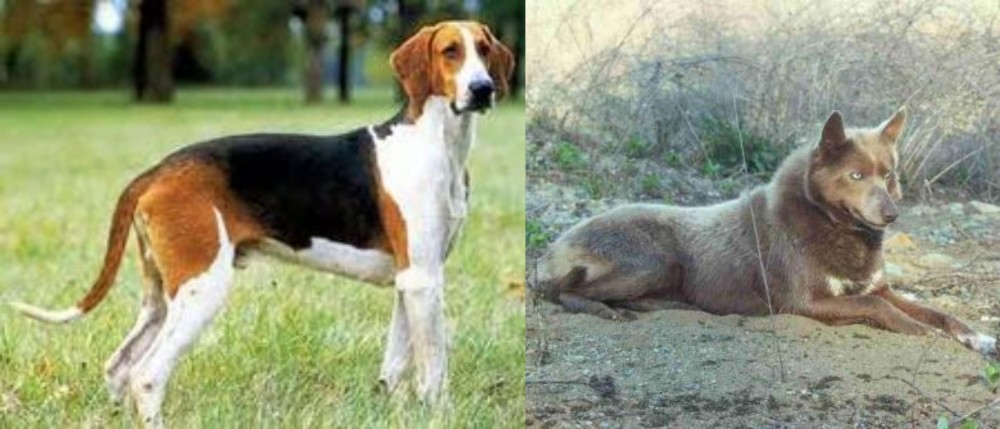 Tahltan Bear Dog vs Grand Anglo-Francais Tricolore - Breed Comparison