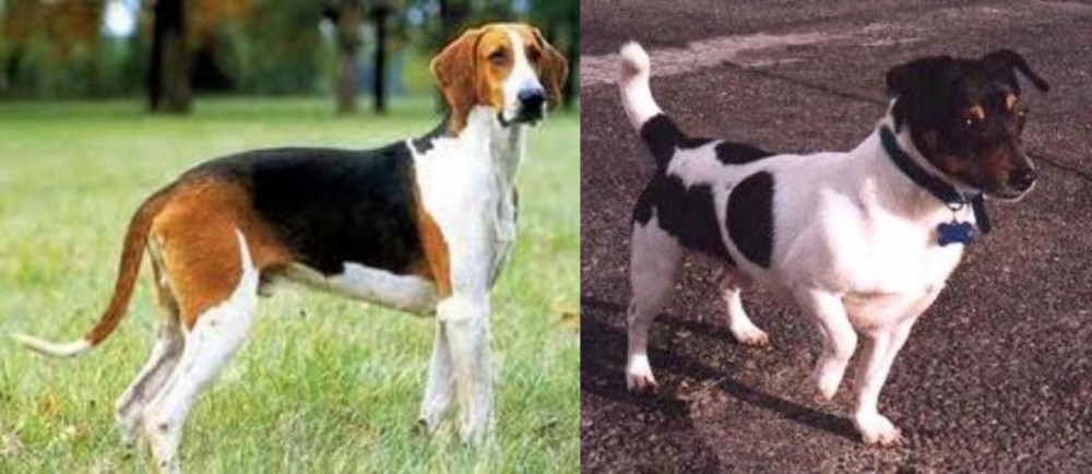 Teddy Roosevelt Terrier vs Grand Anglo-Francais Tricolore - Breed Comparison