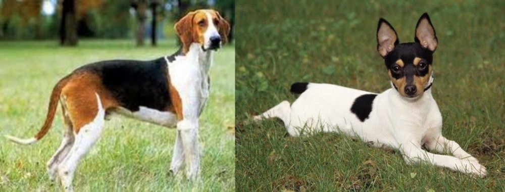 Toy Fox Terrier vs Grand Anglo-Francais Tricolore - Breed Comparison