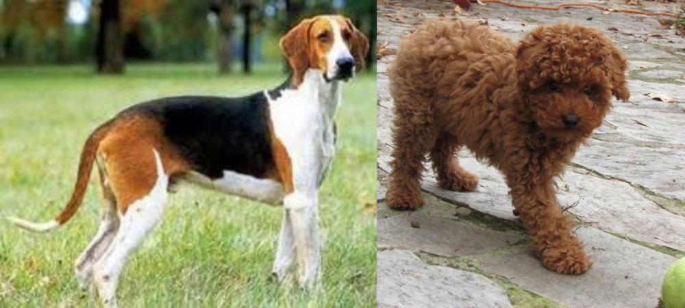 Toy Poodle vs Grand Anglo-Francais Tricolore - Breed Comparison
