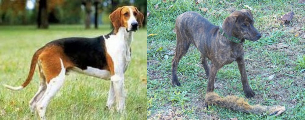 Treeing Cur vs Grand Anglo-Francais Tricolore - Breed Comparison