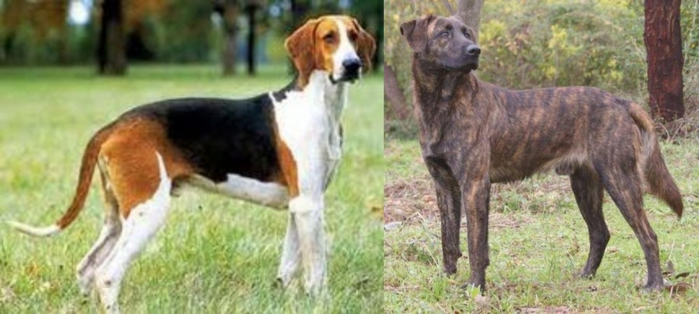 Treeing Tennessee Brindle vs Grand Anglo-Francais Tricolore - Breed Comparison