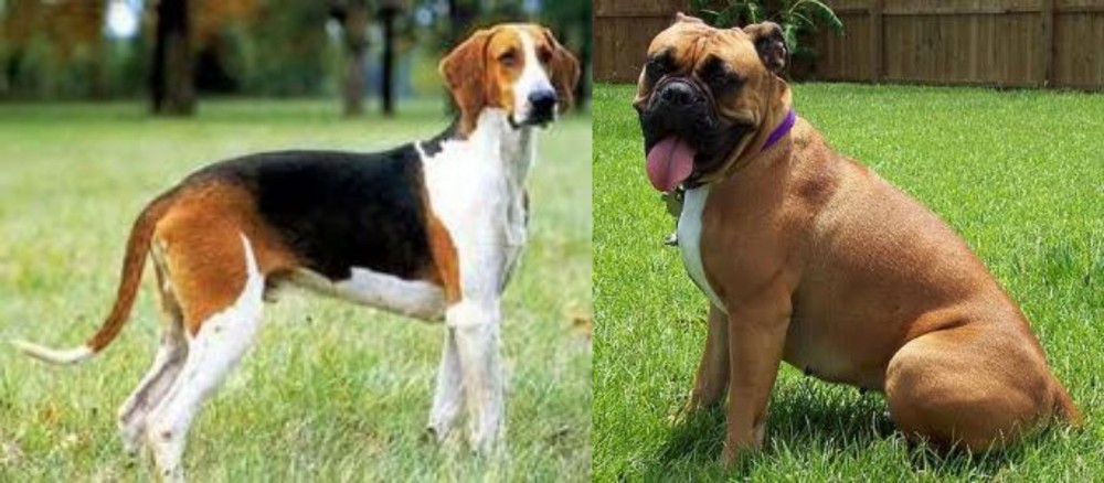 Valley Bulldog vs Grand Anglo-Francais Tricolore - Breed Comparison
