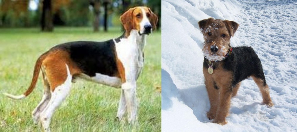 Welsh Terrier vs Grand Anglo-Francais Tricolore - Breed Comparison