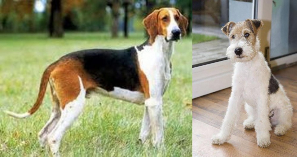 Wire Fox Terrier vs Grand Anglo-Francais Tricolore - Breed Comparison