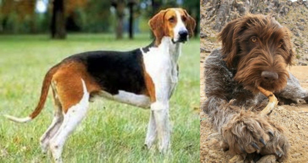 Wirehaired Pointing Griffon vs Grand Anglo-Francais Tricolore - Breed Comparison