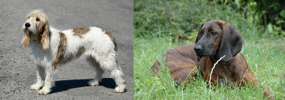 Hanover Hound vs Grand Basset Griffon Vendeen - Breed Comparison