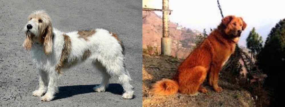 Himalayan Sheepdog vs Grand Basset Griffon Vendeen - Breed Comparison