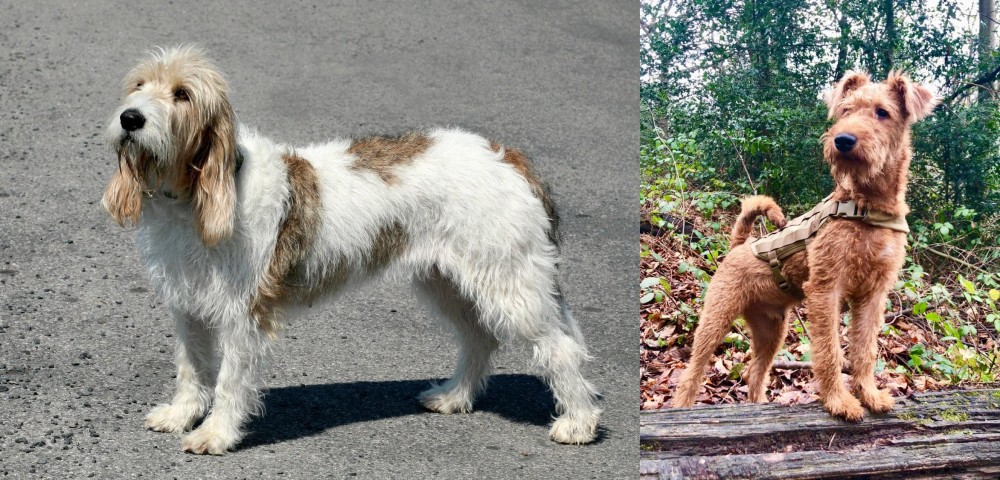 Irish Terrier vs Grand Basset Griffon Vendeen - Breed Comparison