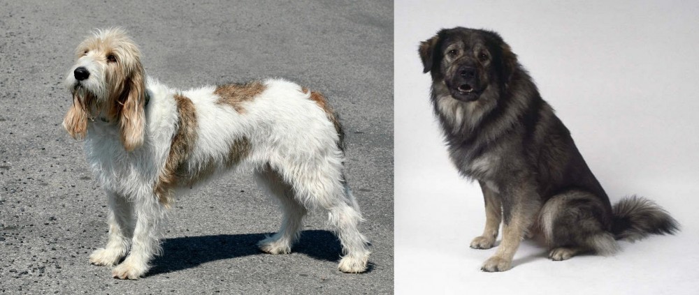 Istrian Sheepdog vs Grand Basset Griffon Vendeen - Breed Comparison