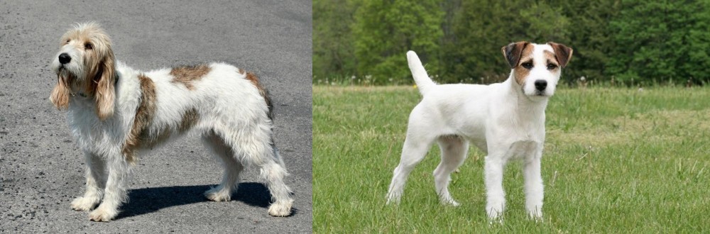 Jack Russell Terrier vs Grand Basset Griffon Vendeen - Breed Comparison