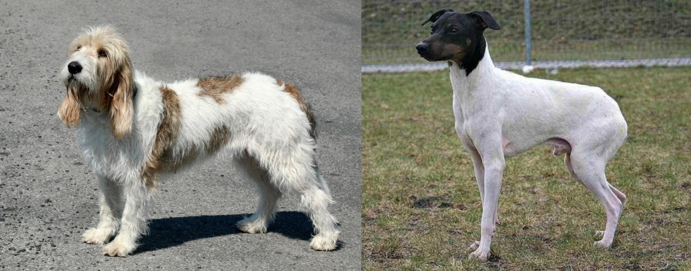 Japanese Terrier vs Grand Basset Griffon Vendeen - Breed Comparison