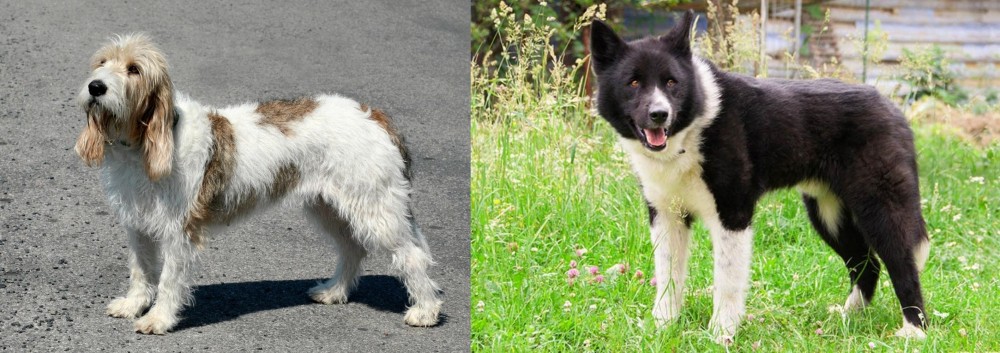 Karelian Bear Dog vs Grand Basset Griffon Vendeen - Breed Comparison