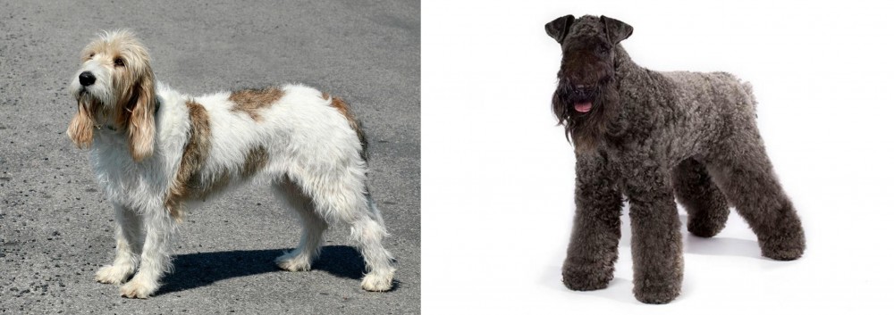Kerry Blue Terrier vs Grand Basset Griffon Vendeen - Breed Comparison