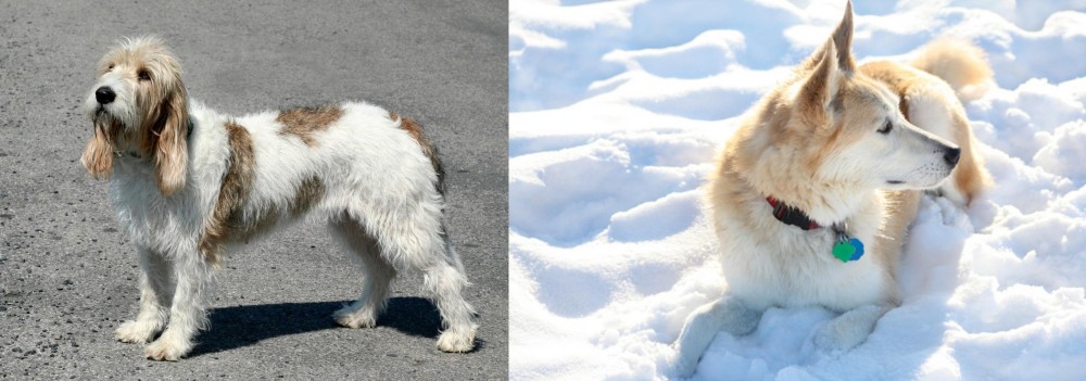 Labrador Husky vs Grand Basset Griffon Vendeen - Breed Comparison