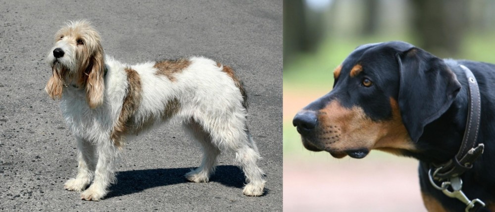 Lithuanian Hound vs Grand Basset Griffon Vendeen - Breed Comparison