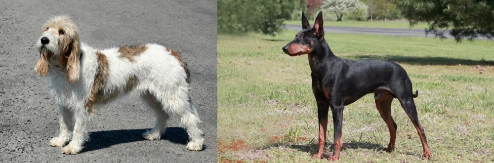 Manchester Terrier vs Grand Basset Griffon Vendeen - Breed Comparison