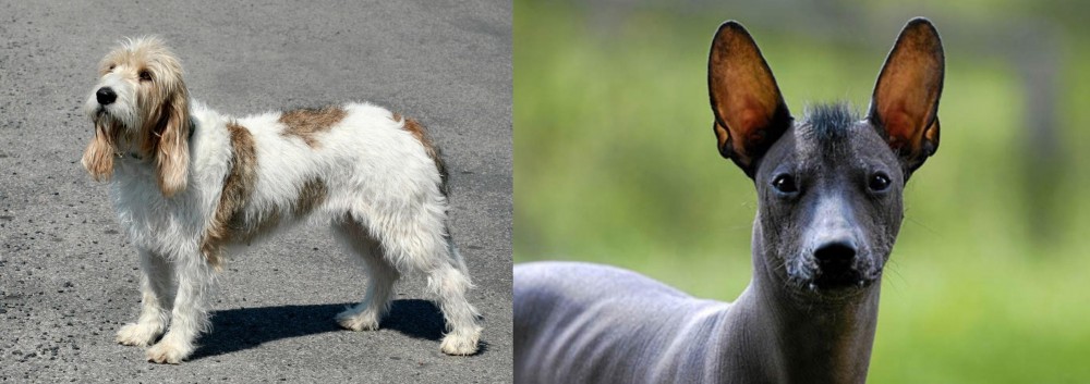 Mexican Hairless vs Grand Basset Griffon Vendeen - Breed Comparison
