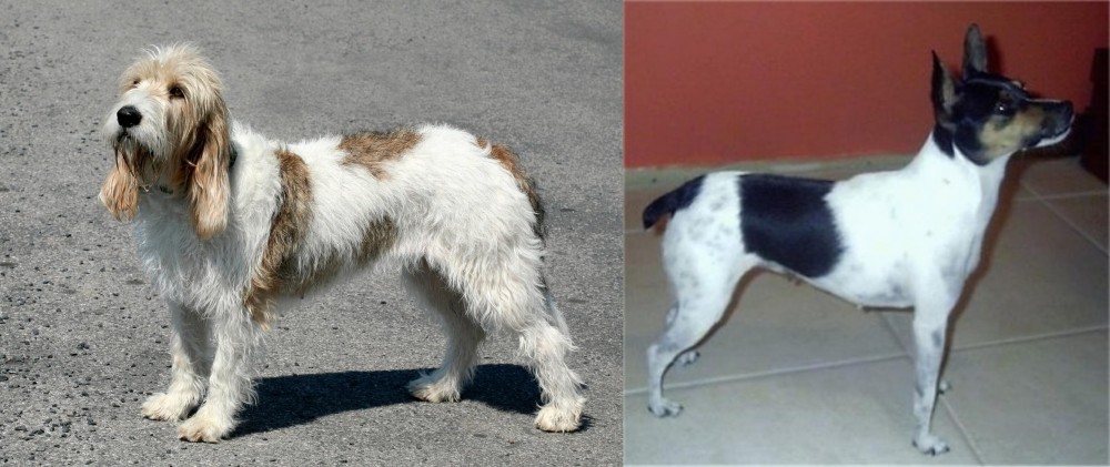 Miniature Fox Terrier vs Grand Basset Griffon Vendeen - Breed Comparison