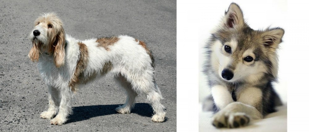 Miniature Siberian Husky vs Grand Basset Griffon Vendeen - Breed Comparison