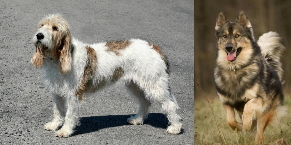 Native American Indian Dog vs Grand Basset Griffon Vendeen - Breed Comparison