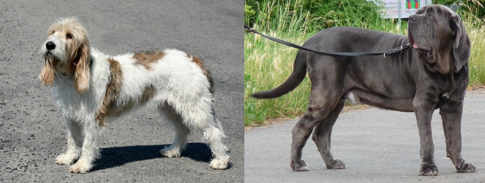 Neapolitan Mastiff vs Grand Basset Griffon Vendeen - Breed Comparison