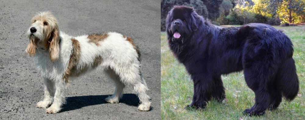 Newfoundland Dog vs Grand Basset Griffon Vendeen - Breed Comparison