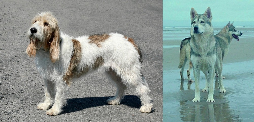 Northern Inuit Dog vs Grand Basset Griffon Vendeen - Breed Comparison
