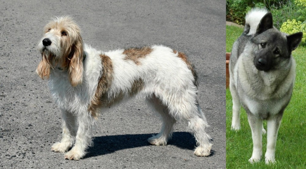 Norwegian Elkhound vs Grand Basset Griffon Vendeen - Breed Comparison