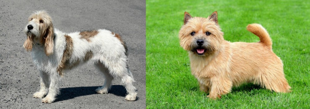 Norwich Terrier vs Grand Basset Griffon Vendeen - Breed Comparison