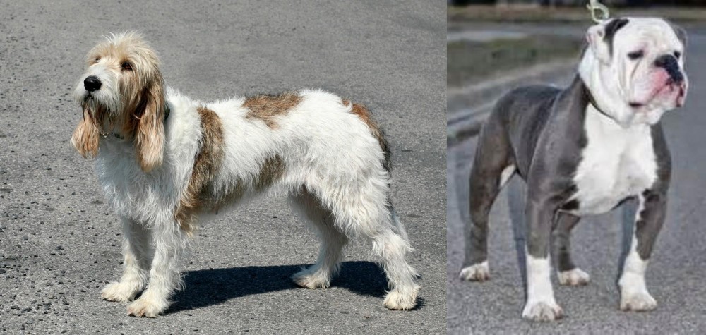 Old English Bulldog vs Grand Basset Griffon Vendeen - Breed Comparison