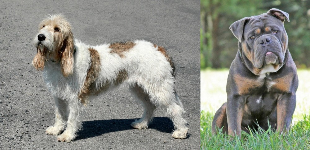 Olde English Bulldogge vs Grand Basset Griffon Vendeen - Breed Comparison
