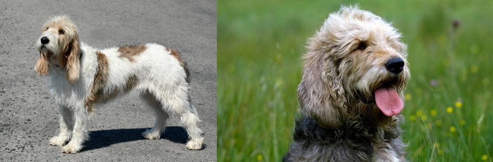 Otterhound vs Grand Basset Griffon Vendeen - Breed Comparison