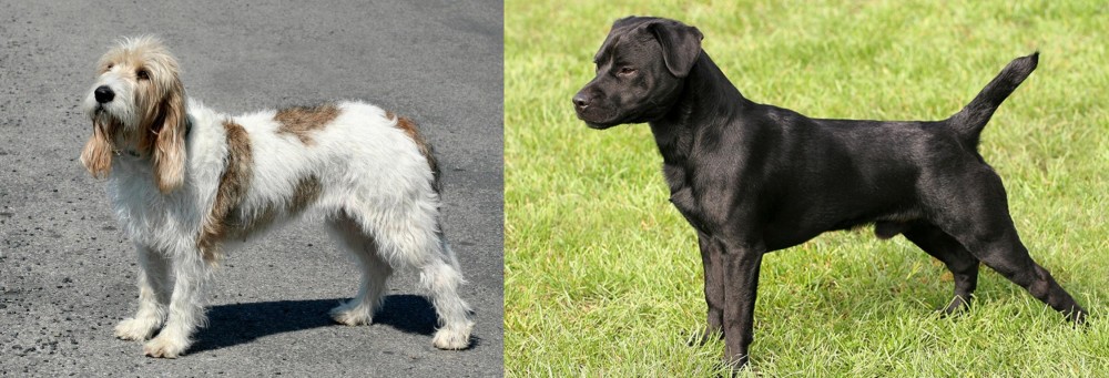 Patterdale Terrier vs Grand Basset Griffon Vendeen - Breed Comparison