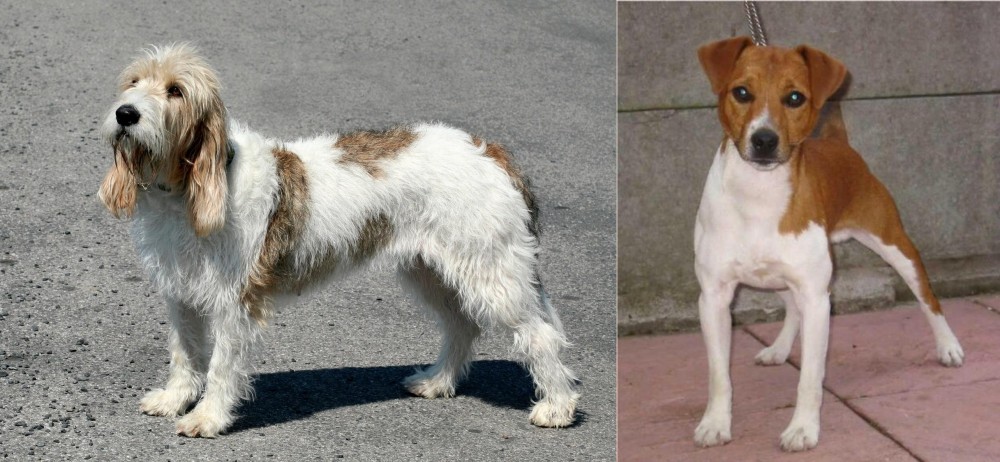 Plummer Terrier vs Grand Basset Griffon Vendeen - Breed Comparison
