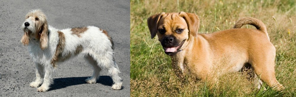 Puggle vs Grand Basset Griffon Vendeen - Breed Comparison