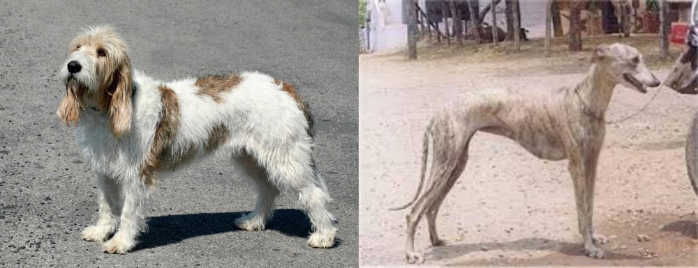 Rampur Greyhound vs Grand Basset Griffon Vendeen - Breed Comparison