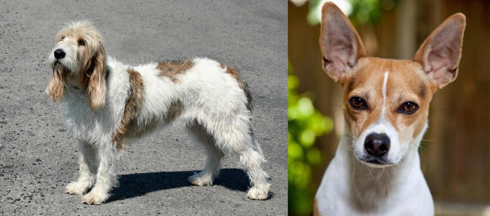 Rat Terrier vs Grand Basset Griffon Vendeen - Breed Comparison