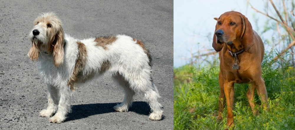 Redbone Coonhound vs Grand Basset Griffon Vendeen - Breed Comparison