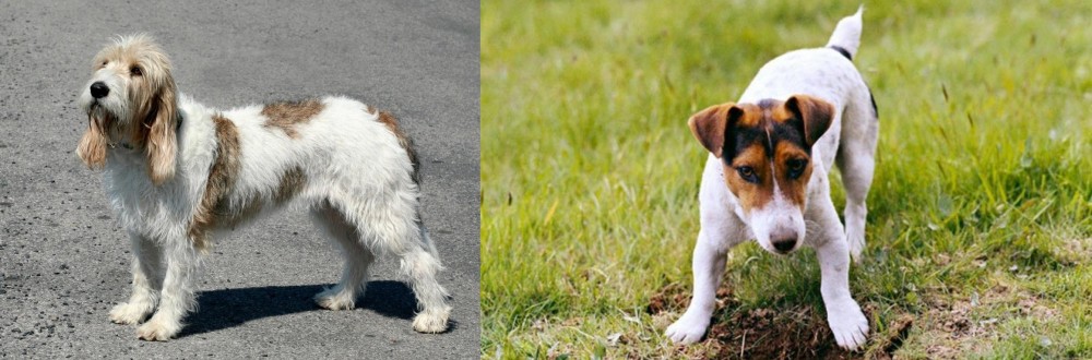Russell Terrier vs Grand Basset Griffon Vendeen - Breed Comparison