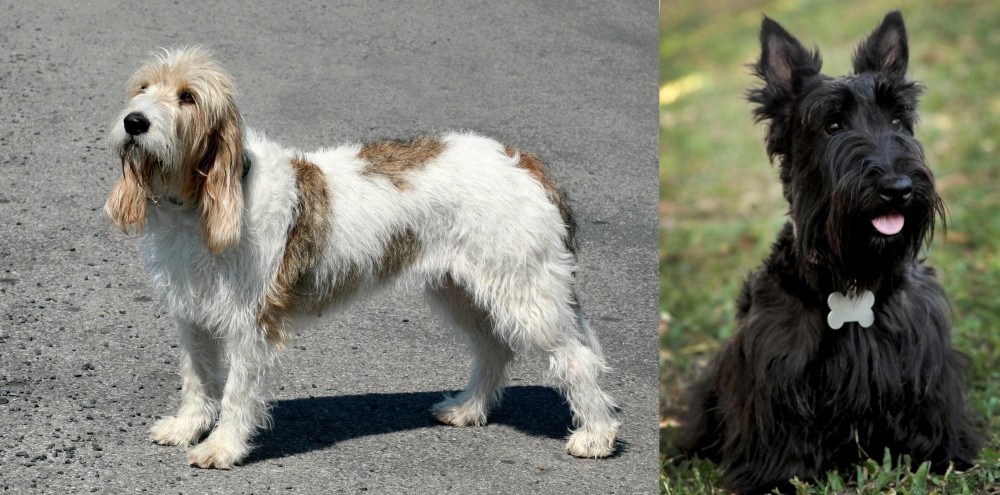 Scoland Terrier vs Grand Basset Griffon Vendeen - Breed Comparison