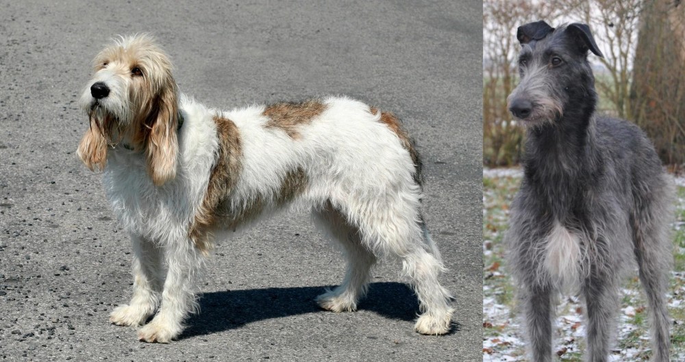 Scottish Deerhound vs Grand Basset Griffon Vendeen - Breed Comparison