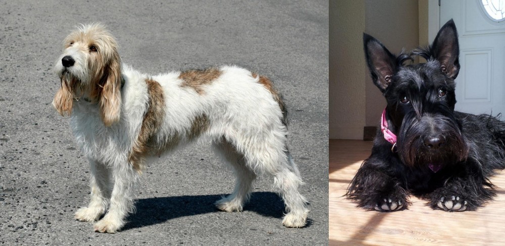 Scottish Terrier vs Grand Basset Griffon Vendeen - Breed Comparison