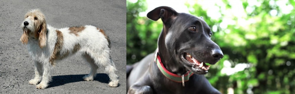 Shepard Labrador vs Grand Basset Griffon Vendeen - Breed Comparison
