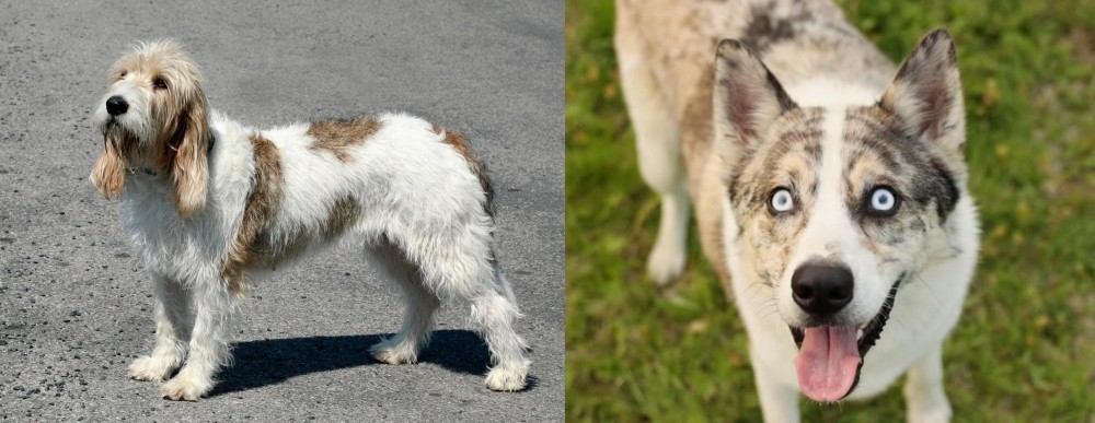 Shepherd Husky vs Grand Basset Griffon Vendeen - Breed Comparison