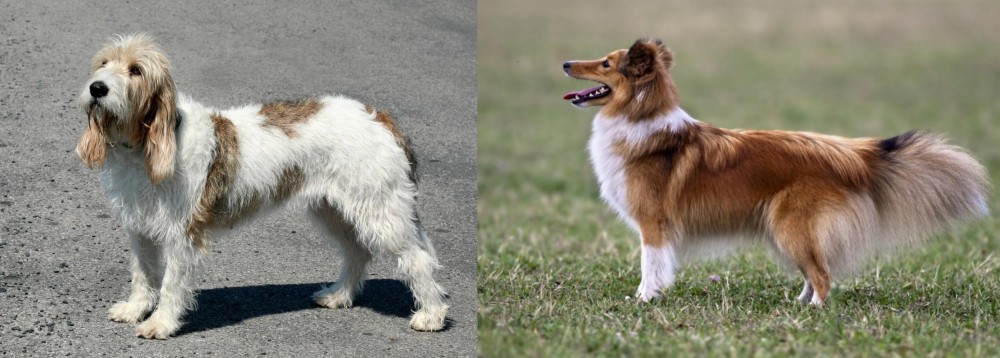Shetland Sheepdog vs Grand Basset Griffon Vendeen - Breed Comparison