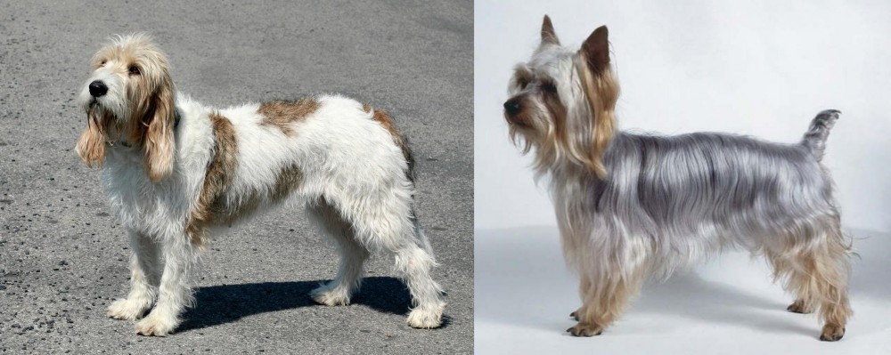 Silky Terrier vs Grand Basset Griffon Vendeen - Breed Comparison