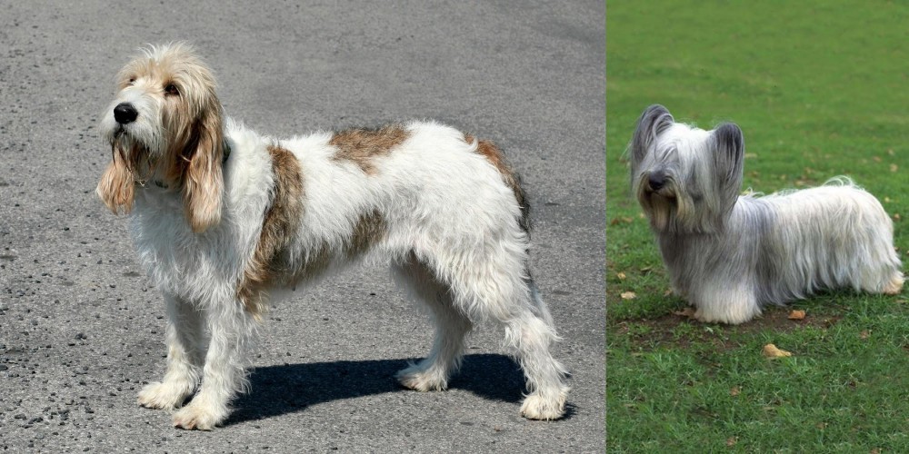 Skye Terrier vs Grand Basset Griffon Vendeen - Breed Comparison